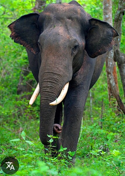 Bob The Asian Elephant photo