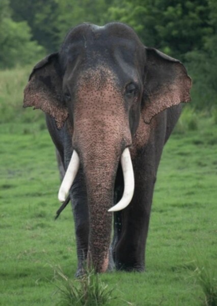 Bob The Asian Elephant photo
