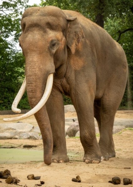 Bob The Asian Elephant photo