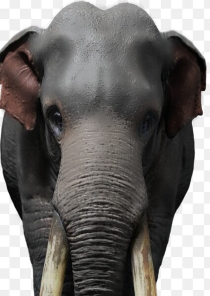 Bob The Asian Elephant photo