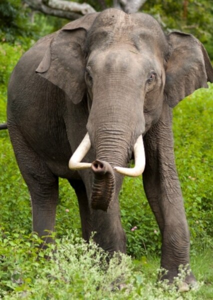 Bob The Asian Elephant photo