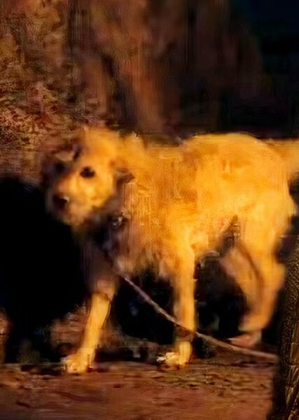 Bobby Dog photo