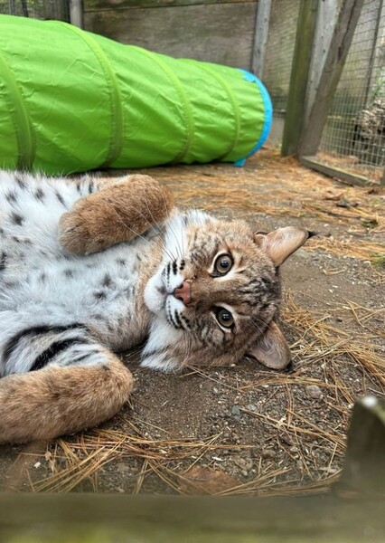 Bobcat photo