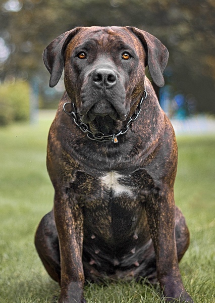 Boerboel photo