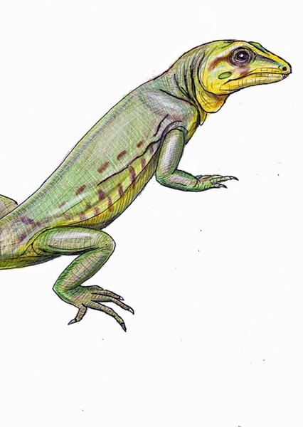 Bolosarus