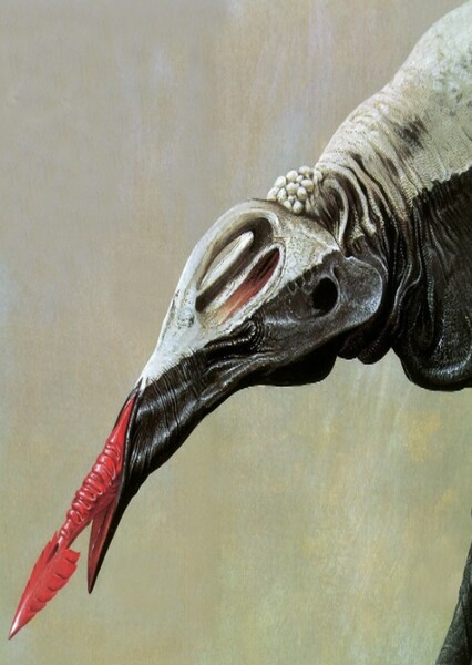 Bolt-Tongue