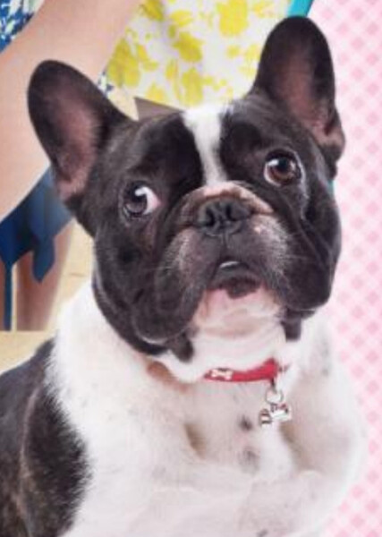 Bonbon (American Girl)