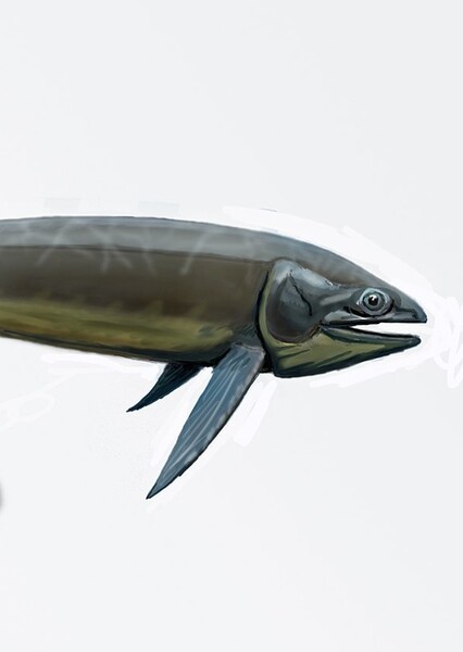 Bonnerichthys
