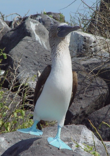 Booby Bird