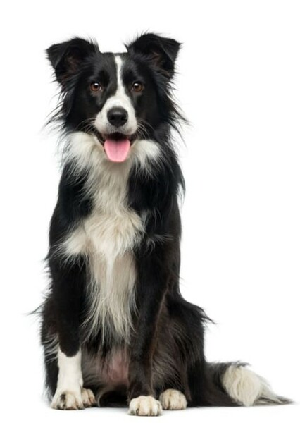 Border Collie photo