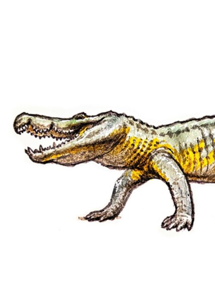 Borealosuchus photo