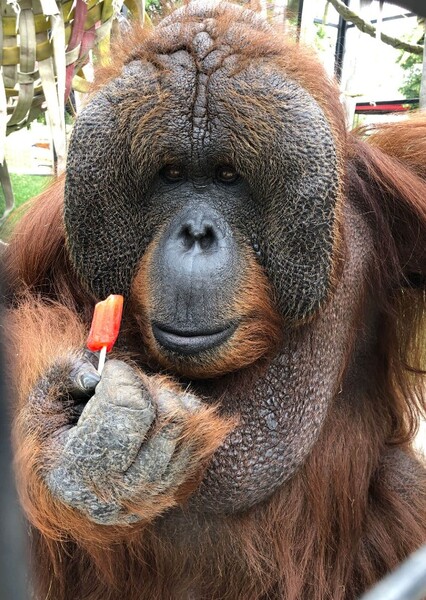 Bornean Orangutan