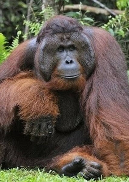 Bornean Orangutan photo