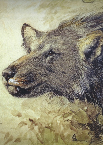 Borophagus photo