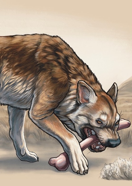 Borophagus photo