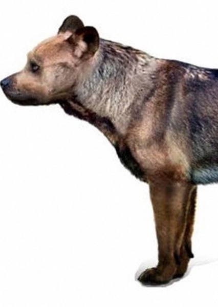 Borophagus photo