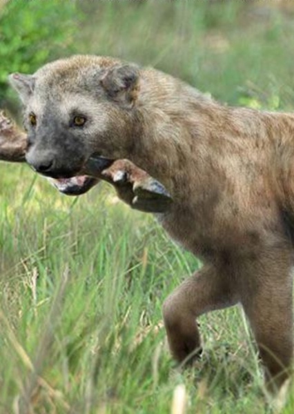 Borophagus photo