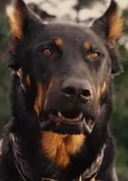 Bosco (Marmaduke)
