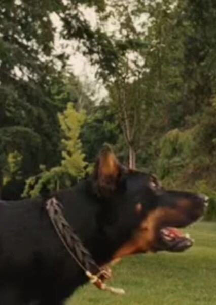 Bosco (Marmaduke) photo