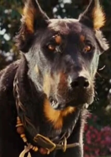 Bosco (Marmaduke) photo