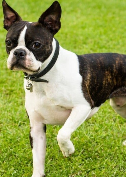 Boston Terrier photo
