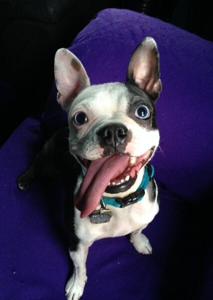 Boston Terrier photo