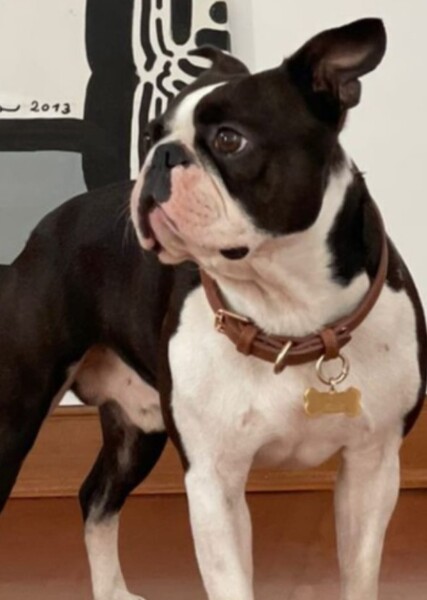 Boston Terrier photo