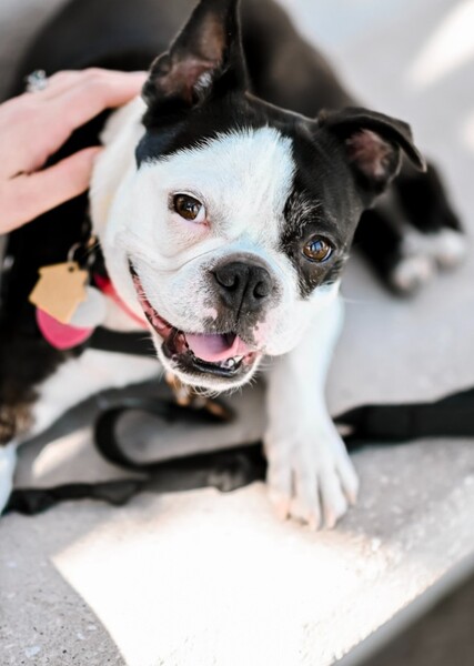 Boston Terrier photo