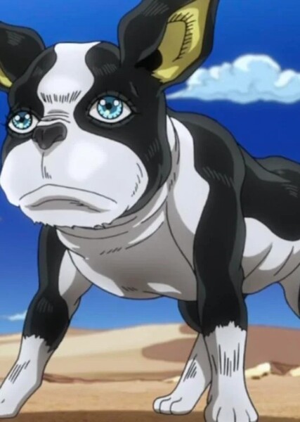 Boston Terrier