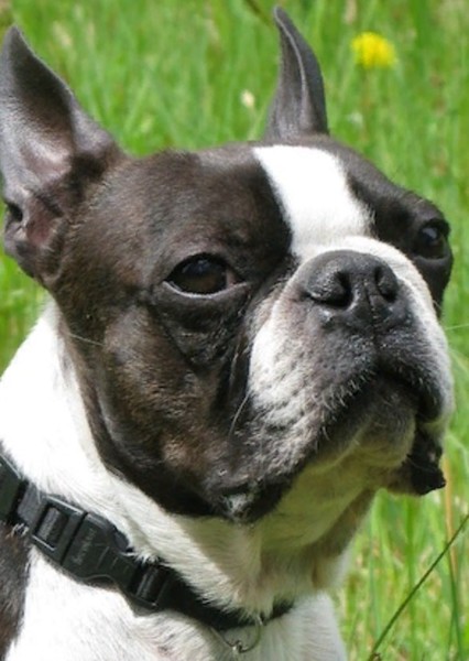 Boston Terrier