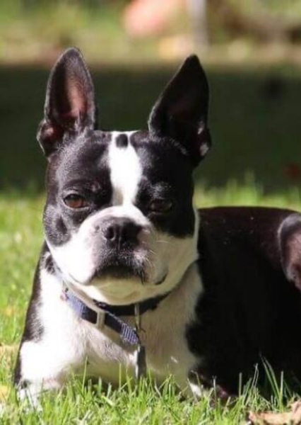 Boston Terrier photo