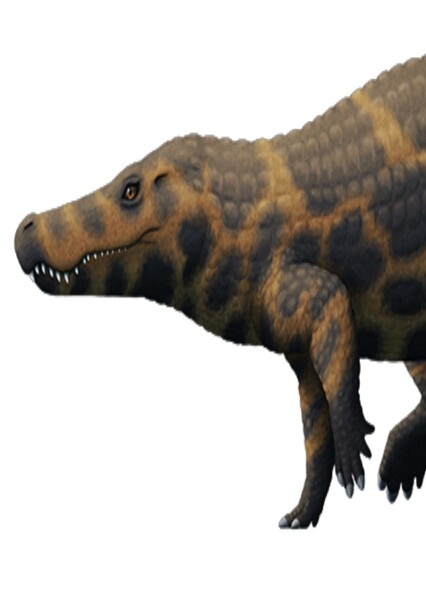 Boverisuchus