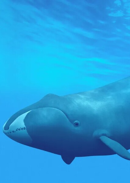 Bowhead Whale