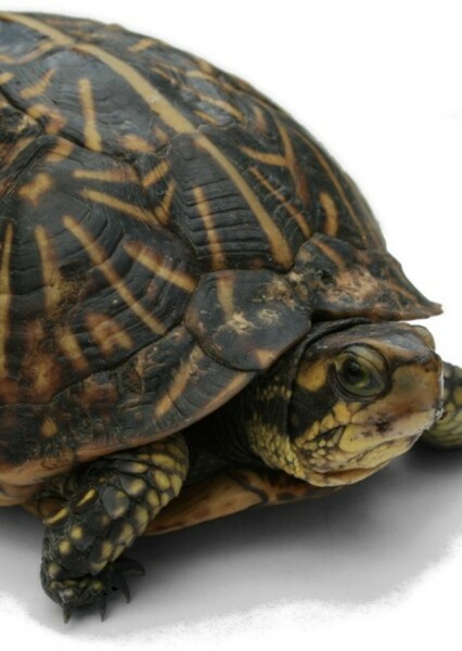 Box Turtle photo
