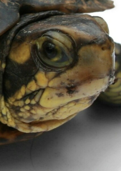 Box Turtle photo