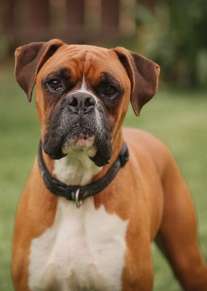 Boxer (Dog Breed) photo