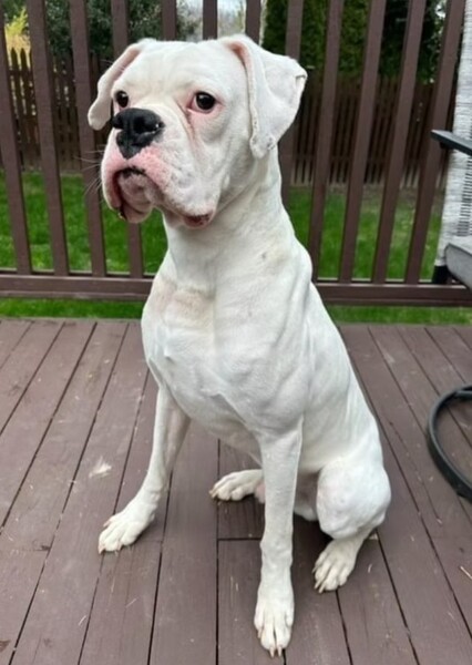 Boxer (Dog Breed) photo