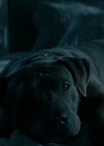 Boy (John Wick)