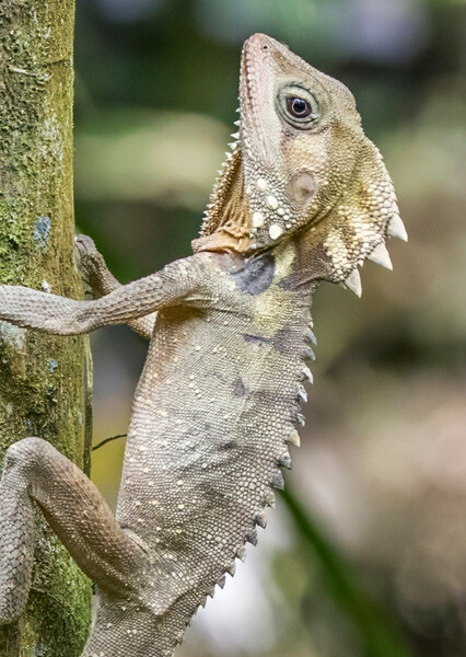 Boyd's forest dragon