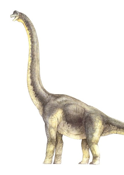 Brachiosaurus photo