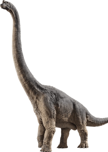 Brachiosaurus photo