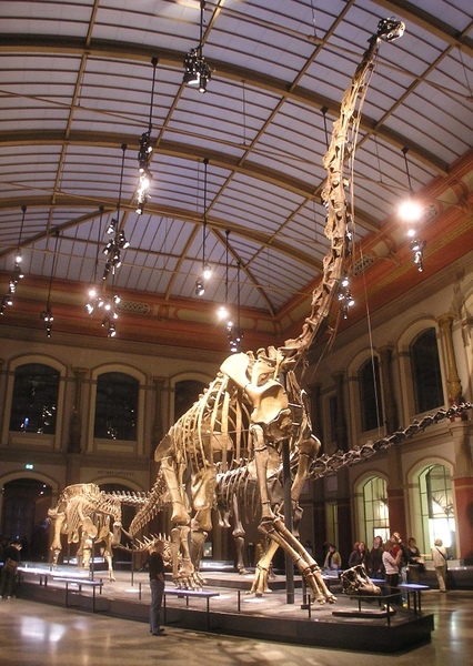 Brachiosaurus photo