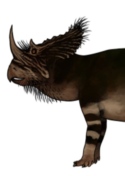 Brachyceratops photo