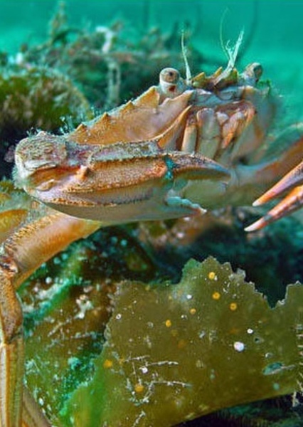 Brachyuran