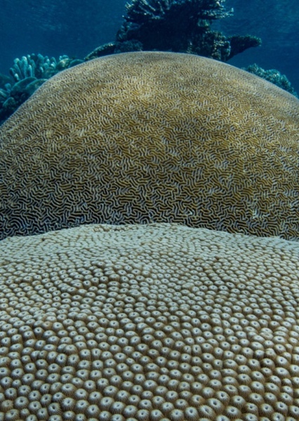 Brain Coral