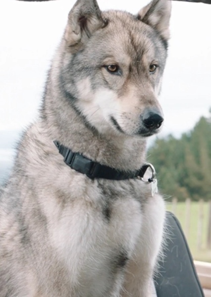 Brax the dog photo