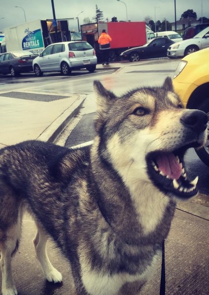Brax the dog