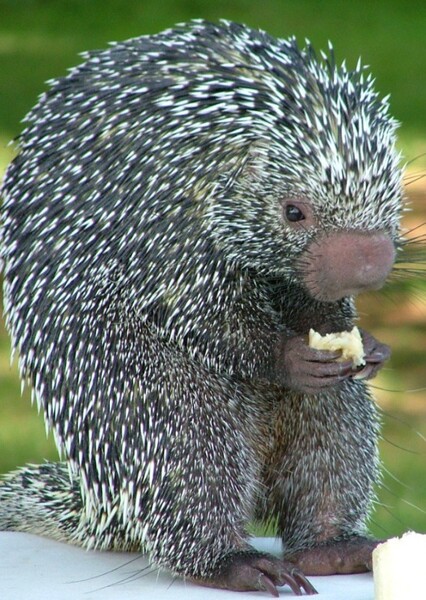 Brazilian Porcupine