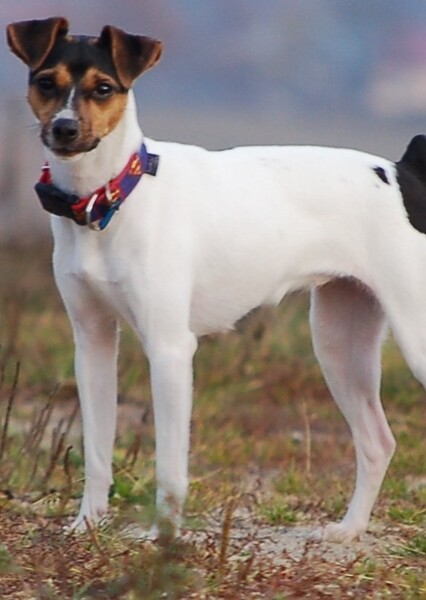 Brazilian Terrier