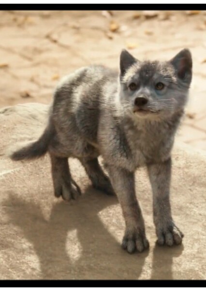Grey Brother the Wolf Cub